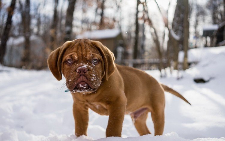 снег, мордочка, взгляд, собака, щенок, бордоский дог, snow, muzzle, look, dog, puppy, dogue de bordeaux