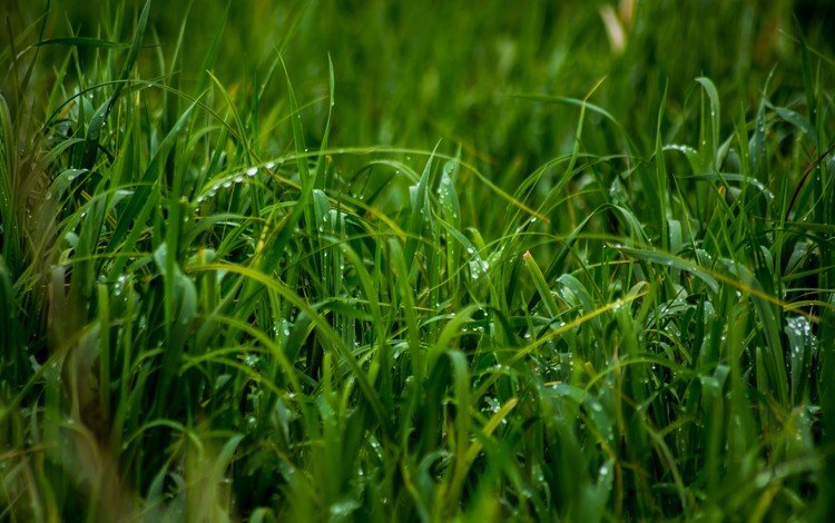 трава, природа, роса, зелёная трава, крупным планом, капли дождя, grass, nature, rosa, green grass, closeup, raindrops