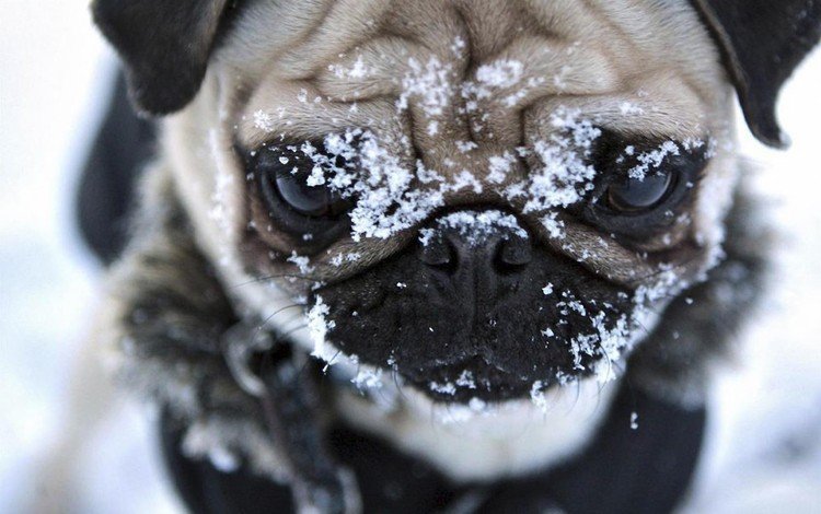 снег, мордочка, взгляд, собака, мопс, snow, muzzle, look, dog, pug