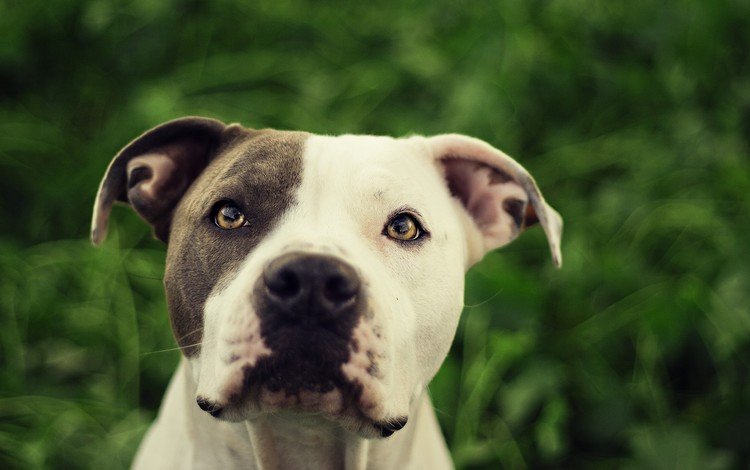 мордочка, взгляд, собака, амстафф, стаффордширский терьер, muzzle, look, dog, amstaff, staffordshire terrier