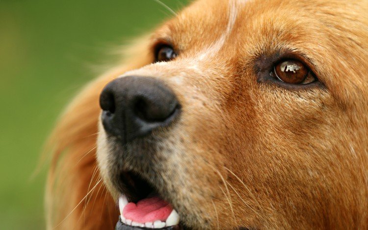 мордочка, взгляд, собака, золотистый ретривер, крупным планом, muzzle, look, dog, golden retriever, closeup