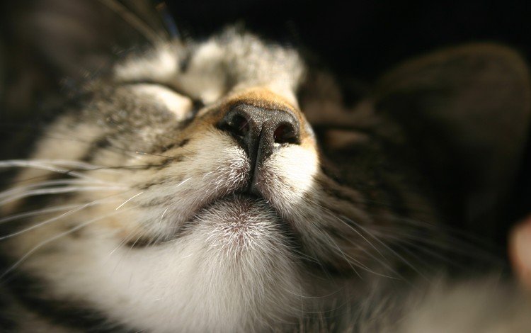 кот, мордочка, усы, кошка, сон, крупным планом, cat, muzzle, mustache, sleep, closeup
