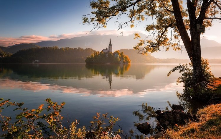 озеро, дерево, отражение, утро, церковь, словения, озеро блед, lake, tree, reflection, morning, church, slovenia, lake bled