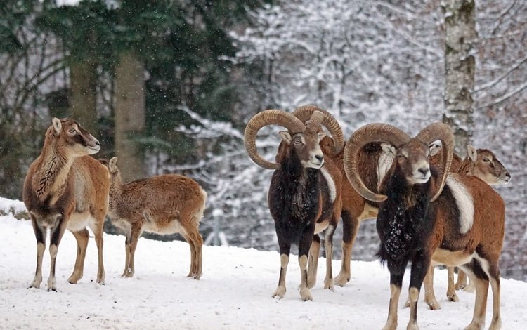 снег, зима, рога, муфлон, бараны, горный баран, snow, winter, horns, mouflon, sheep