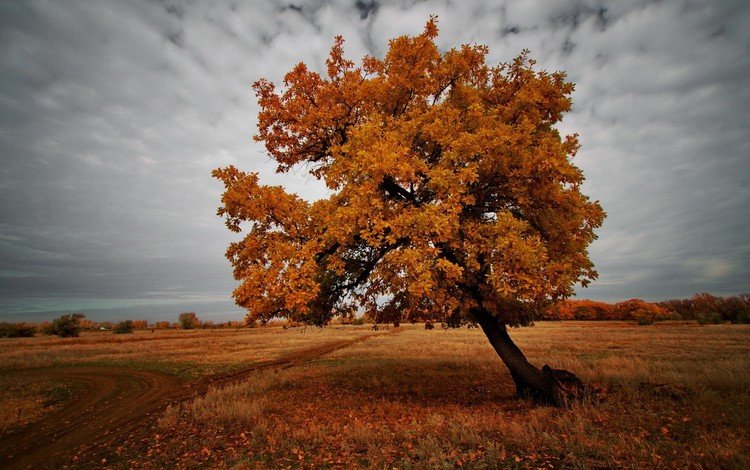 природа, дерево, пейзаж, поле, осень, nature, tree, landscape, field, autumn