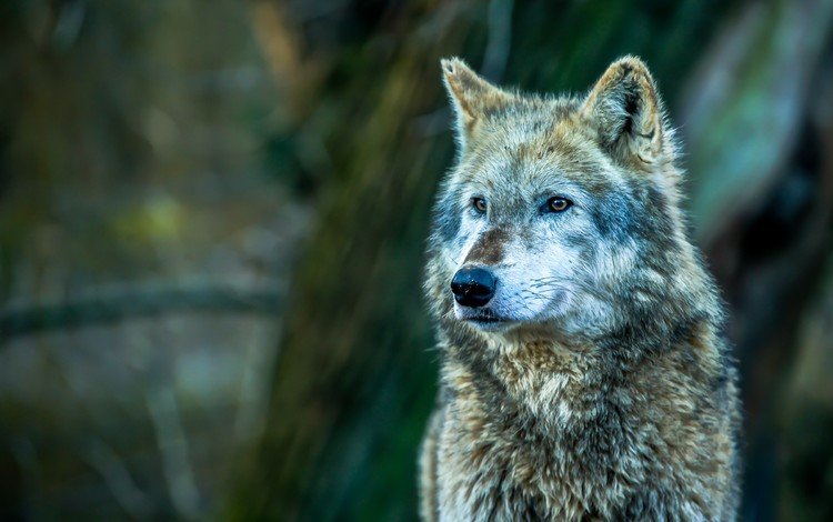 морда, взгляд, хищник, волк, face, look, predator, wolf