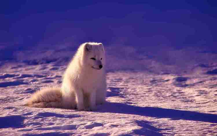 хищник, песец, полярная лисица, арктическая лиса, predator, fox, polar fox, arctic fox