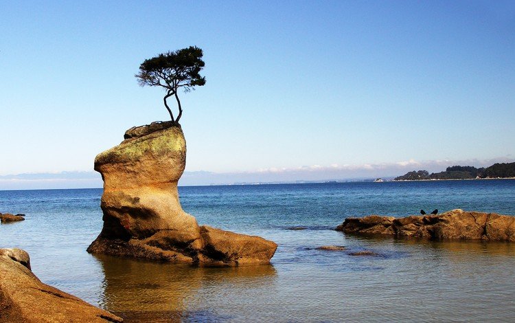 небо, скалы, дерево, море, горизонт, побережье, the sky, rocks, tree, sea, horizon, coast