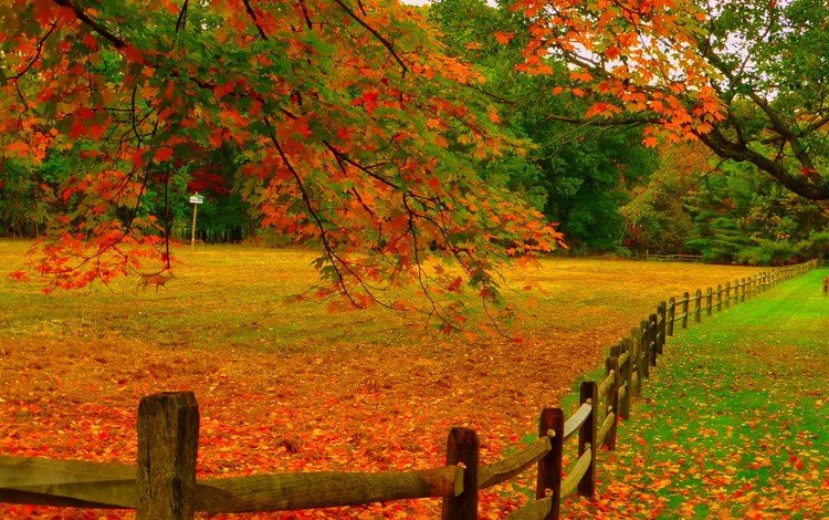 деревья, природа, пейзаж, ветки, осень, забор, изгородь, осенние листья, trees, nature, landscape, branches, autumn, the fence, fence, autumn leaves