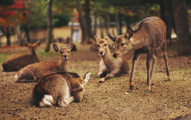 природа, животные, олени, оленята, nature, animals, deer, fawns