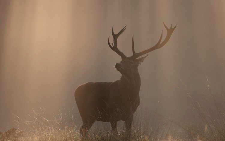природа, олень, туман, осень, рога, солнечный свет, nature, deer, fog, autumn, horns, sunlight