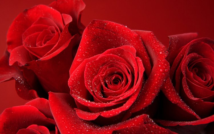 цветы, бутоны, роса, капли, розы, роза, лепестки, красная роза, flowers, buds, rosa, drops, roses, rose, petals, red rose