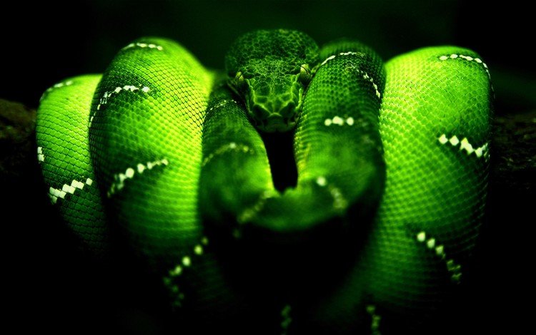 змея, зеленая, питон, рептилия, пресмыкающиеся, пресмыкающееся, древесный питон, snake, green, python, reptile, reptiles