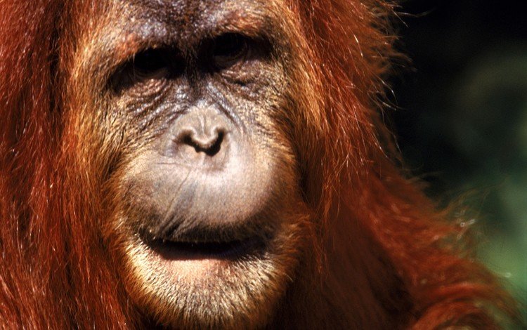 мордочка, взгляд, обезьяна, примат, орангутанг, макака, орангутан, muzzle, look, monkey, the primacy of, orangutan