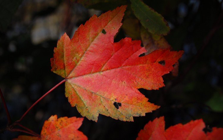 природа, темный фон, кленовый лист, осенние листья, nature, the dark background, maple leaf, autumn leaves