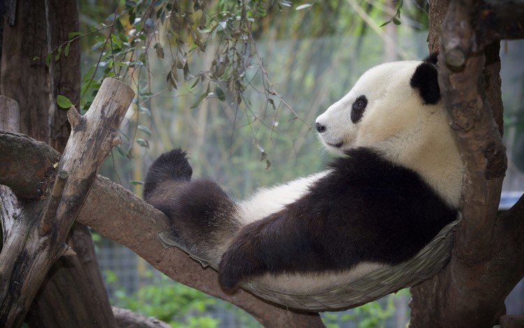 дерево, панда, отдых, бамбуковый медведь, большая панда, tree, panda, stay, bamboo bear, the giant panda
