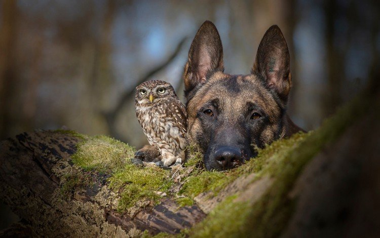 сова, бельгийская овчарка, взгляд, tanja brandt, tanja brandt., собака, птица, друзья, овчарка, совенок, малинуа, owl, belgian shepherd, look, dog, bird, friends, shepherd, owlet, malinois