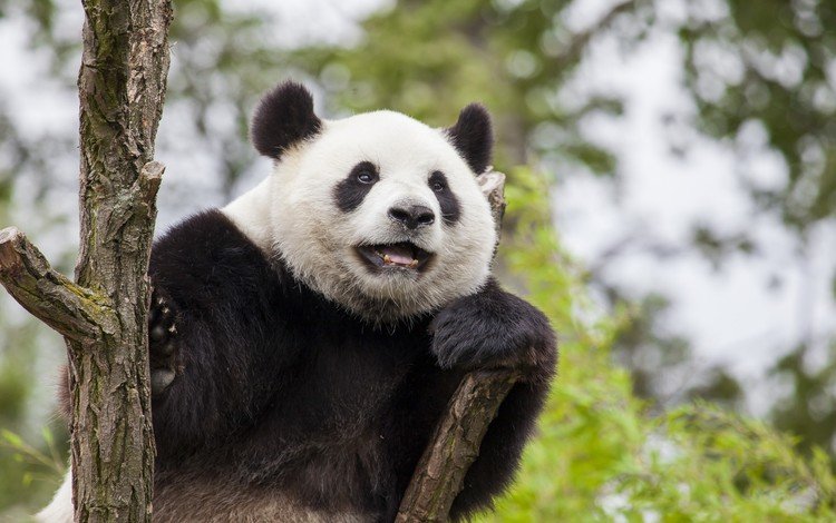морда, взгляд, панда, бамбуковый медведь, большая панда, face, look, panda, bamboo bear, the giant panda