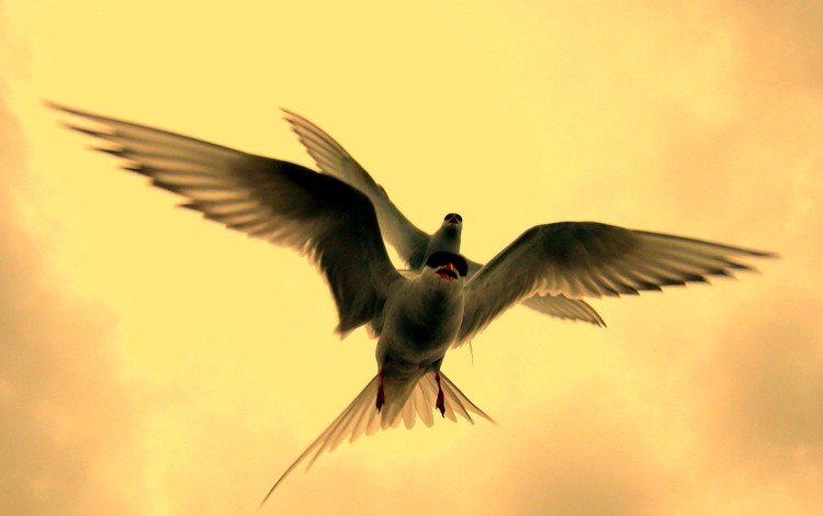 полет, крылья, птицы, клюв, перья, крачка, flight, wings, birds, beak, feathers, tern