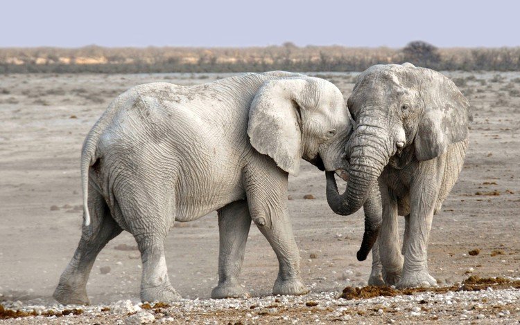 природа, слон, африка, уши, слоны, хобот, намибия, nature, elephant, africa, ears, elephants, trunk, namibia