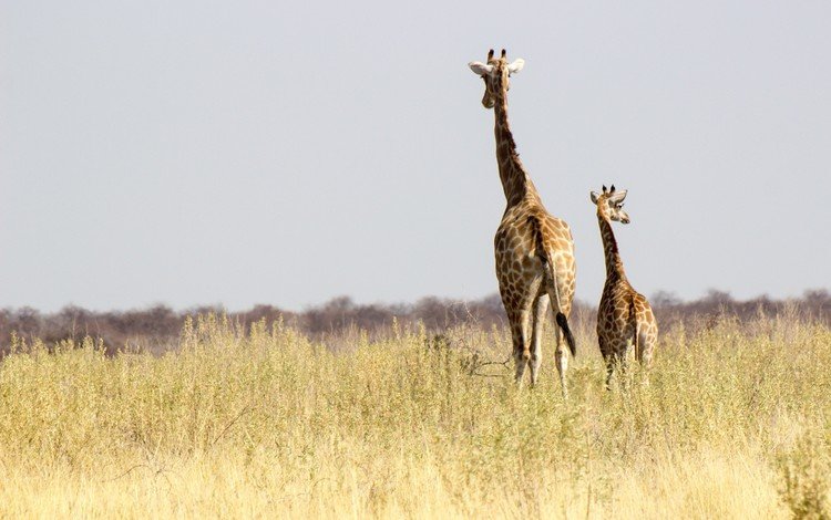 солнце, африка, семья, жираф, дикая природа, жирафы, намибия, the sun, africa, family, giraffe, wildlife, giraffes, namibia