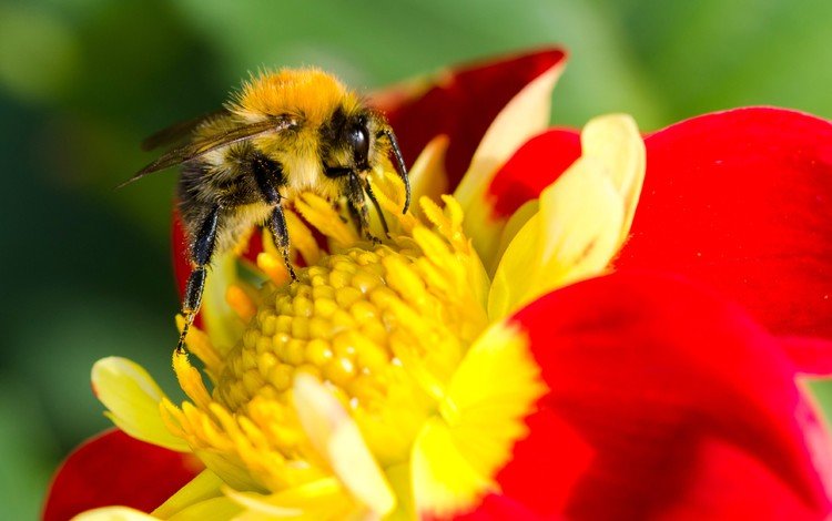 насекомое, цветок, лепестки, крылья, тычинки, шмель, опыление, шмель на цветке, insect, flower, petals, wings, stamens, bumblebee, pollination, bumblebee on a flower