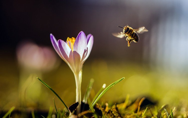 природа, насекомое, цветок, крылья, размытость, пчела, шмель, крокус, nature, insect, flower, wings, blur, bee, bumblebee, krokus