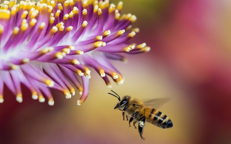 природа, макро, насекомое, цветок, крылья, размытость, пчела, nature, macro, insect, flower, wings, blur, bee