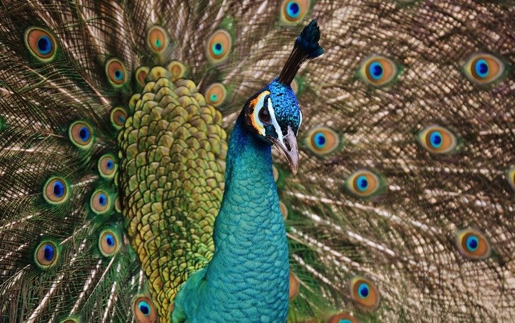 птица, клюв, павлин, хвост, оперение, bird, beak, peacock, tail