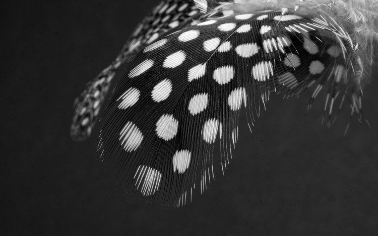 чёрно-белое, перья, перо, перышко, black and white, feathers, pen, a feather