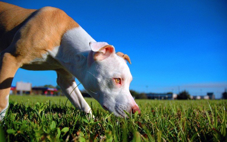 собака, щенок, крупный план, газон, питбультерьер, питбуль, dog, puppy, close-up, lawn, pit bull terrier, pit bull
