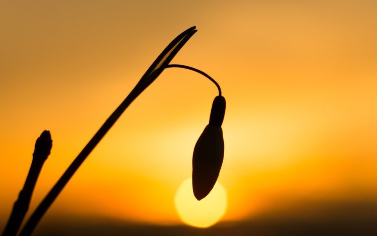 небо, природа, закат, цветок, бутон, стебель, подснежник, the sky, nature, sunset, flower, bud, stem, snowdrop