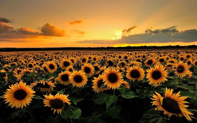 небо, лето, цветы, подсолнухи, облака, вечер, природа, закат, поле, горизонт, the sky, summer, flowers, sunflowers, clouds, the evening, nature, sunset, field, horizon