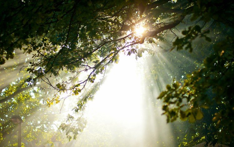 деревья, лес, ветки, лучи солнца, блики, солнечные лучи, солнечный свет, trees, forest, branches, the rays of the sun, glare, the sun's rays, sunlight