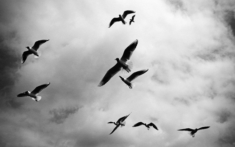 небо, облака, полет, чёрно-белое, крылья, птицы, чайки, the sky, clouds, flight, black and white, wings, birds, seagulls