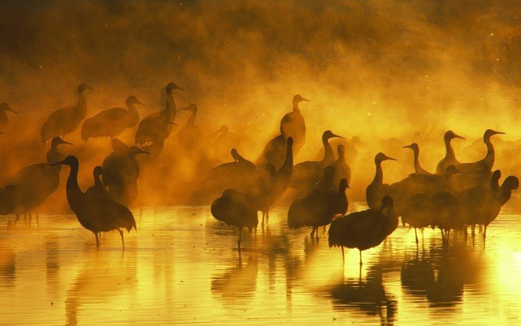 вода, вечер, закат, отражение, туман, птицы, журавль, журавли, water, the evening, sunset, reflection, fog, birds, crane, cranes