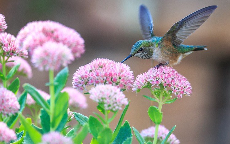 цветы, крылья, птица, клюв, перья, колибри, крыдья, flowers, wings, bird, beak, feathers, hummingbird