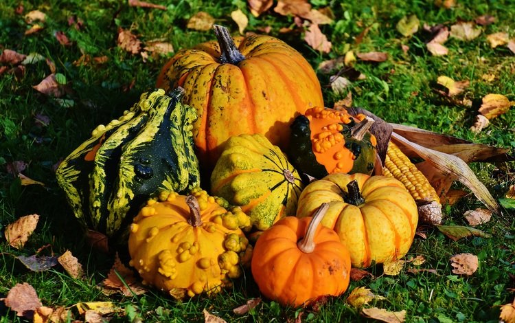 трава, осень, кукуруза, урожай, овощи, тыквы, тыква, осенние листья, grass, autumn, corn, harvest, vegetables, pumpkin, autumn leaves