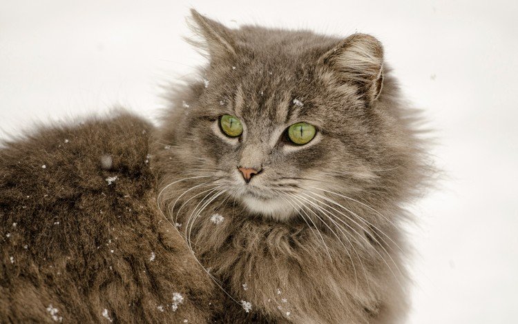 снег, кот, мордочка, усы, кошка, взгляд, пушистый, ушки, зеленые глаза, green eyes, snow, cat, muzzle, mustache, look, fluffy, ears
