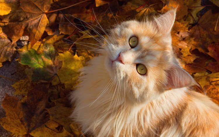 листья, кот, мордочка, усы, кошка, взгляд, осень, котенок, рыжий, red, leaves, cat, muzzle, mustache, look, autumn, kitty