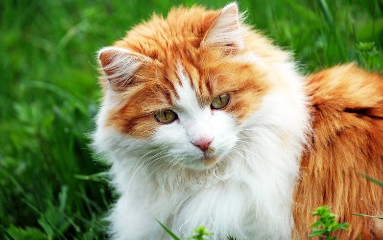 трава, кот, мордочка, усы, кошка, взгляд, рыже-белая, grass, cat, muzzle, mustache, look, red-white