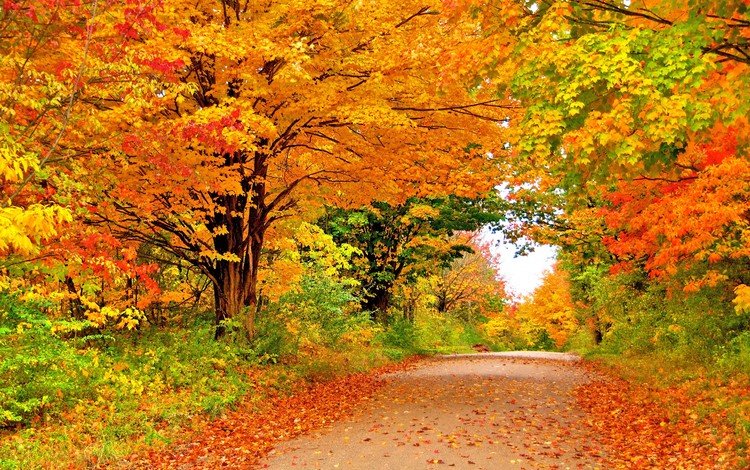 дорога, деревья, природа, листья, ветки, осень, листопад, road, trees, nature, leaves, branches, autumn, falling leaves