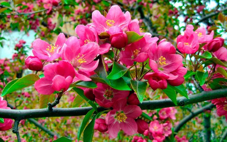 цветы, природа, цветение, ветки, весна, розовые, яблоня, flowers, nature, flowering, branches, spring, pink, apple