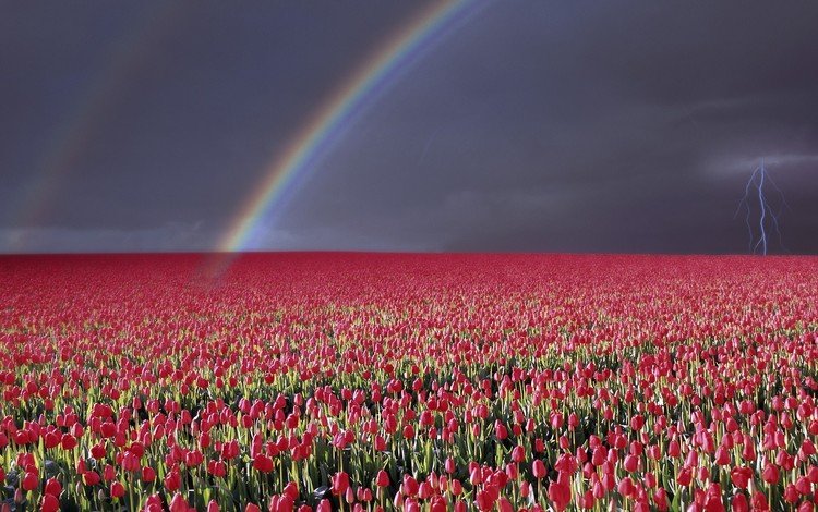 небо, гроза, цветы, природа, пейзаж, молния, горизонт, радуга, тюльпаны, the sky, the storm, flowers, nature, landscape, lightning, horizon, rainbow, tulips