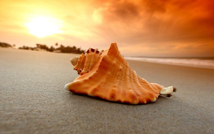 природа, закат, песок, пляж, ракушка, крупным планом, nature, sunset, sand, beach, shell, closeup