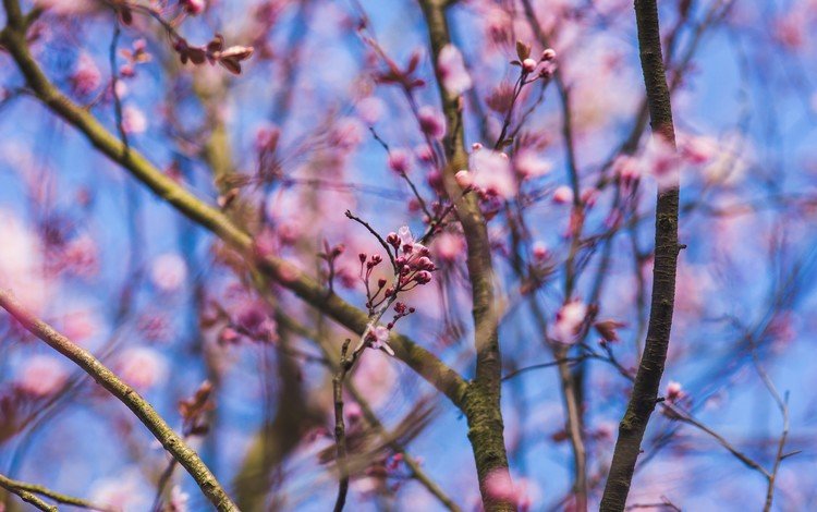 цветы, природа, цветение, ветки, размытость, весна, розовые, flowers, nature, flowering, branches, blur, spring, pink