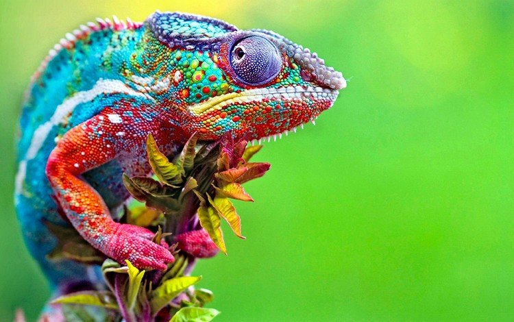 ветка, разноцветный, ящерица, хамелеон, зеленый фон, рептилия, пресмыкающиеся, branch, colorful, lizard, chameleon, green background, reptile, reptiles