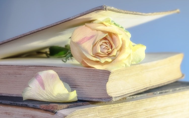 цветок, роза, лепестки, книги, книга, страницы, flower, rose, petals, books, book, page