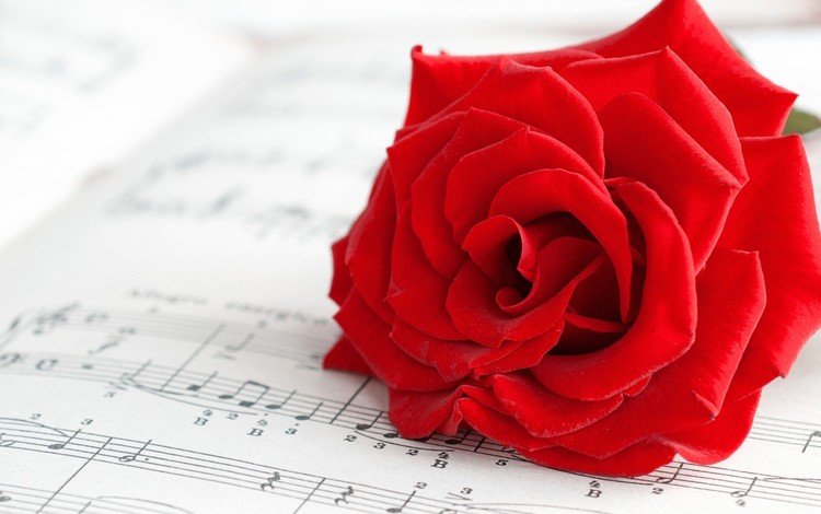 цветок, ноты, роза, лепестки, алая роза, flower, notes, rose, petals, scarlet rose