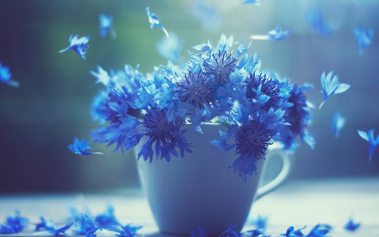 цветы, лепестки, чашка, синие, васильки, flowers, petals, cup, blue, cornflowers
